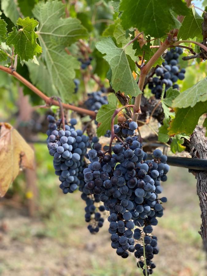 Trie Vineyard Cottage Grevena Exterior photo